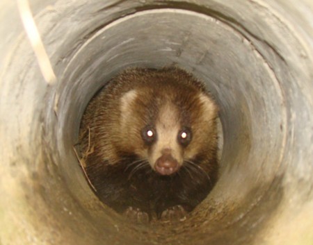 f:id:banbiyan:20100507052636j:image