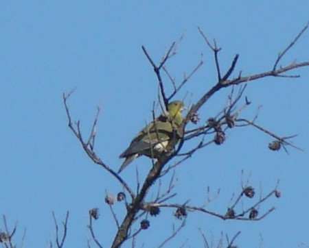 f:id:banbiyan:20100508073546j:image