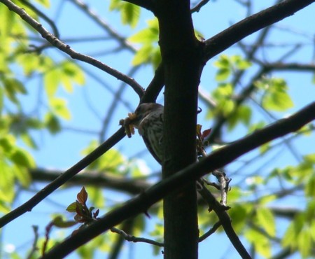 f:id:banbiyan:20100509111358j:image