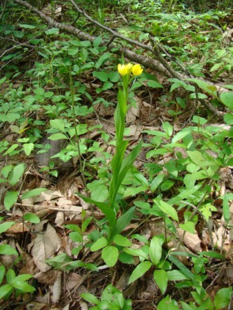 f:id:banbiyan:20100510100225j:image