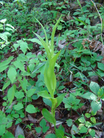 f:id:banbiyan:20100512154812j:image