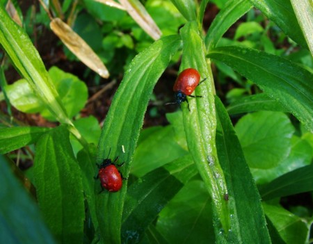 f:id:banbiyan:20100521063237j:image