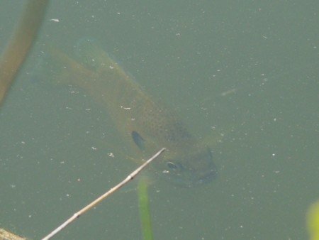 f:id:banbiyan:20100521085223j:image