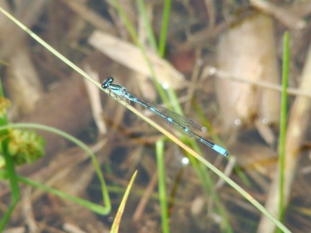 f:id:banbiyan:20100522084215j:image