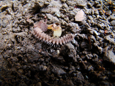 f:id:banbiyan:20100523093940j:image