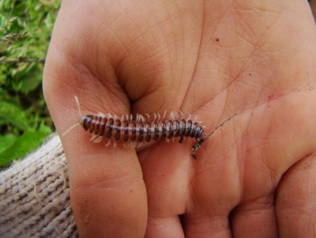 f:id:banbiyan:20100523101509j:image