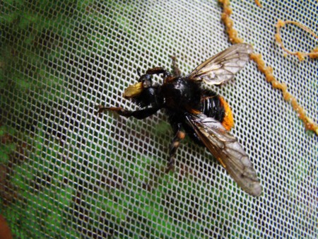 f:id:banbiyan:20100526150553j:image