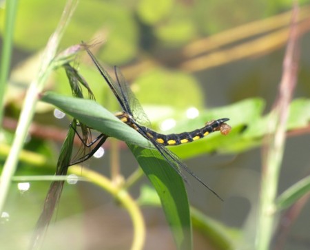 f:id:banbiyan:20100602103807j:image