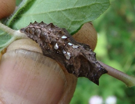 f:id:banbiyan:20101007124930j:image