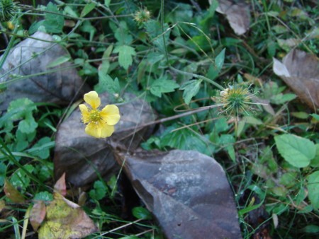 f:id:banbiyan:20101027080010j:image