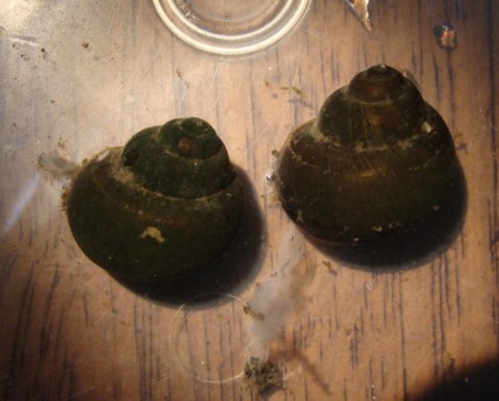 f:id:banbiyan:20101030154915j:image