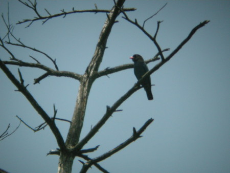 f:id:banbiyan:20110604115715j:image