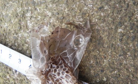 f:id:banbiyan:20110917062351j:image