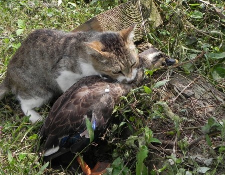 f:id:banbiyan:20110930102528j:image