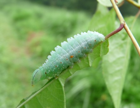 f:id:banbiyan:20130715064706j:image f:id:banbiyan:20130715064706j:image