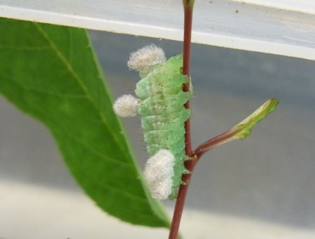 f:id:banbiyan:20130722134407j:image f:id:banbiyan:20130722134407j:image