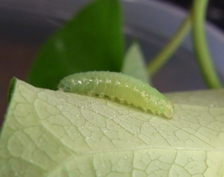 f:id:banbiyan:20130808080430j:image f:id:banbiyan:20130808080430j:image