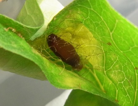 f:id:banbiyan:20130813150301j:image f:id:banbiyan:20130813150301j:image