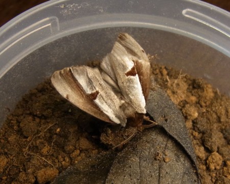 f:id:banbiyan:20130908094050j:image f:id:banbiyan:20130908094050j:image