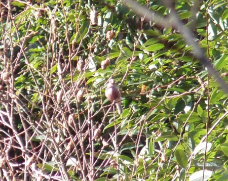 f:id:banbiyan:20131228085946j:image