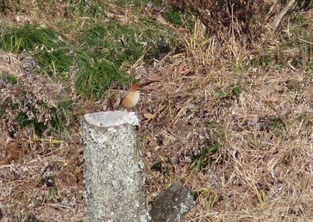 f:id:banbiyan:20131228093011j:image:left