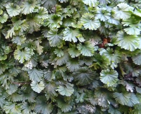 f:id:banbiyan:20131228115749j:image:left