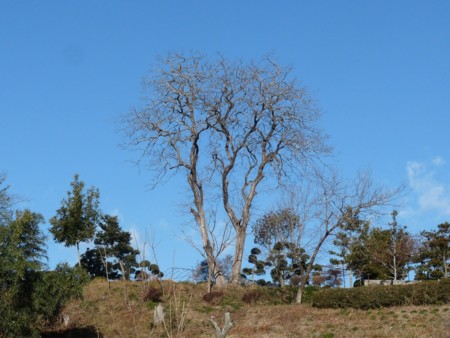 f:id:banbiyan:20131229080152j:image:left