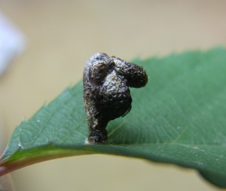 f:id:banbiyan:20140523140421j:image f:id:banbiyan:20140523140421j:image