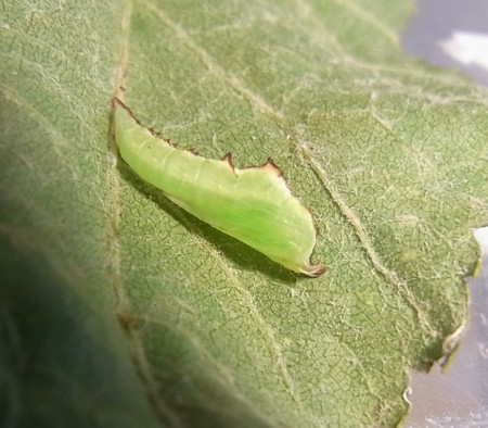 f:id:banbiyan:20140811134303j:image