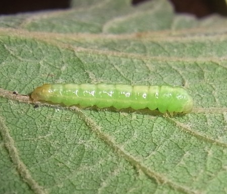 f:id:banbiyan:20140814071800j:image