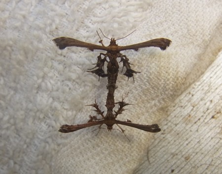 f:id:banbiyan:20140815150645j:image