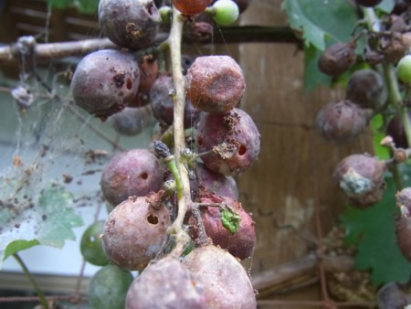 f:id:banbiyan:20140816111437j:image