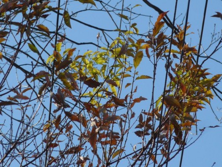 f:id:banbiyan:20141227091437j:image f:id:banbiyan:20141227091437j:image