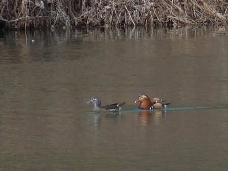 f:id:banbiyan:20150312120114j:image