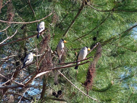 f:id:banbiyan:20150402073139j:image