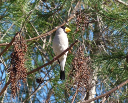 f:id:banbiyan:20150402073258j:image