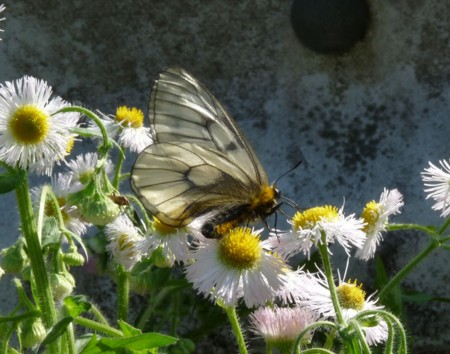f:id:banbiyan:20150501152512j:image f:id:banbiyan:20150501152512j:image