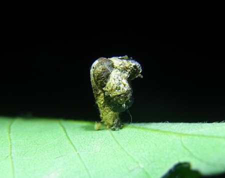 f:id:banbiyan:20150507131056j:image