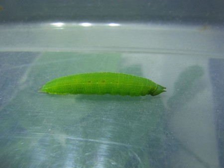 f:id:banbiyan:20150507133614j:image