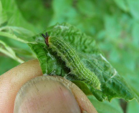 f:id:banbiyan:20150514081000j:image