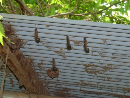 f:id:banbiyan:20150514131520j:image