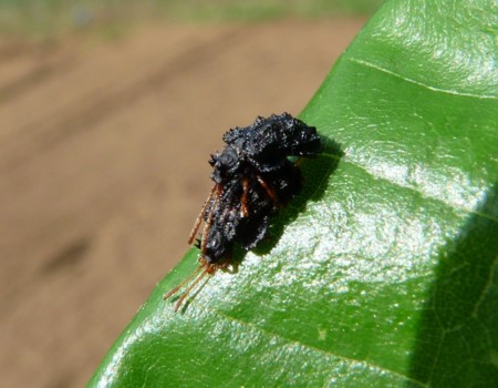 f:id:banbiyan:20150514150258j:image