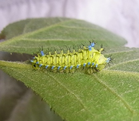 f:id:banbiyan:20150515080239j:image