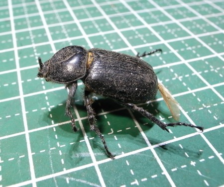 f:id:banbiyan:20150619094920j:image