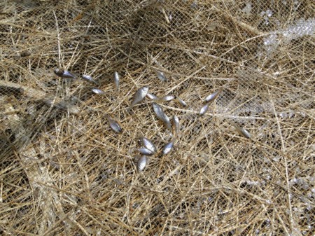 f:id:banbiyan:20160401230516j:image f:id:banbiyan:20160401230516j:image