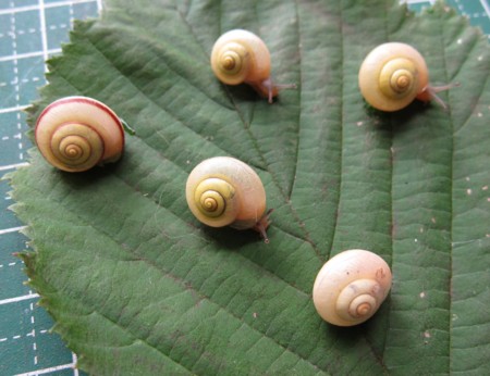 f:id:banbiyan:20160715145418j:image f:id:banbiyan:20160715145418j:image