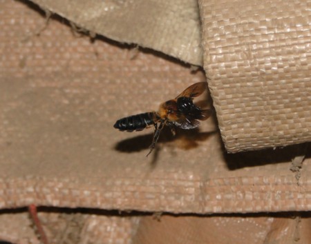 f:id:banbiyan:20160814153525j:image f:id:banbiyan:20160814153525j:image