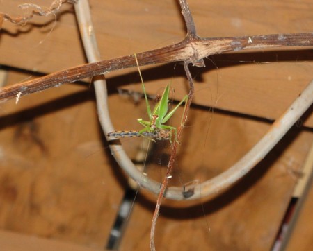 f:id:banbiyan:20160819200450j:image f:id:banbiyan:20160819200450j:image