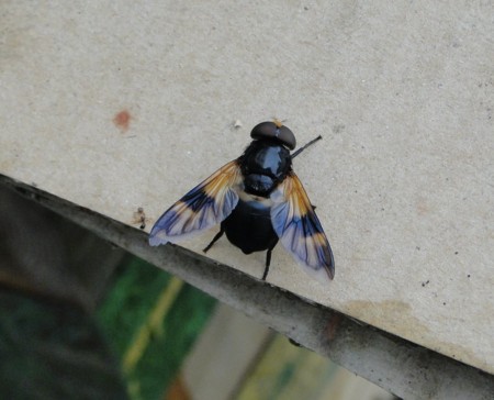 f:id:banbiyan:20160824090948j:image f:id:banbiyan:20160824090948j:image