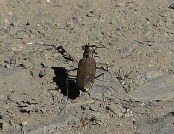 f:id:banbiyan:20160826152035j:image f:id:banbiyan:20160826152035j:image